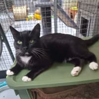 Photo of Cutiepie **2nd Chance Cat Rescue **