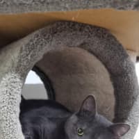 Photo of Sassy