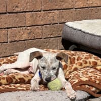 Photo of Bob   11 Week Old Cattle Dog X Staffy (Trial 10/10