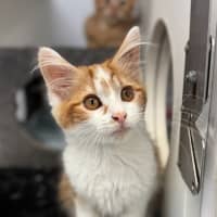 Photo of Scout