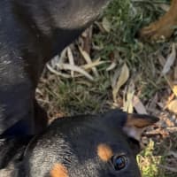 Photo of Frankie Sinatra