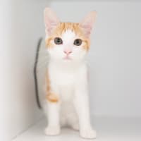 Photo of Pina Colada