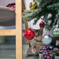Photo of Daphne