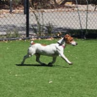 Photo of Cookie