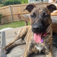 Photo of Penny
