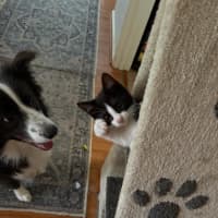 Photo of Pippin