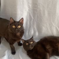 Photo of Wilson (And House)