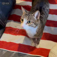 Photo of Lego   The Missing Piece