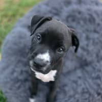 Photo of Peanut 