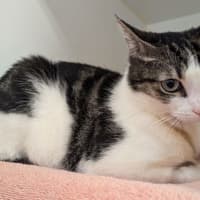 Photo of Suki