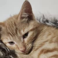 Photo of Miss Garfield 