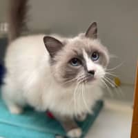 Photo of Mr. Ramekin 