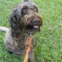 Photo of Bronson