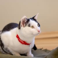 Photo of Sir Chester