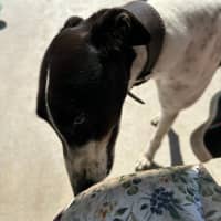 Photo of Marshmallow