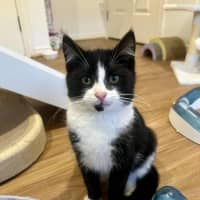 Photo of Jasper   In Foster In Doreen