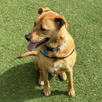 Photo of Harley