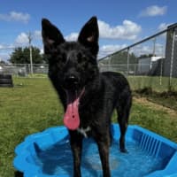 Photo of Valko (67159)
