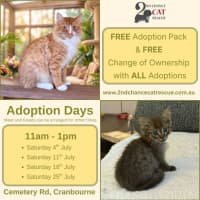 Photo of Queenie**2nd Chance Cat Rescue**