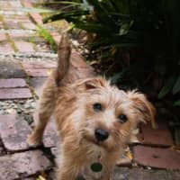 Photo of Albie Valenti