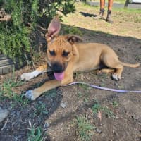 Photo of Roxy (65404)