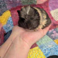 Photo of Comet
