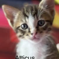 Photo of Atticus
