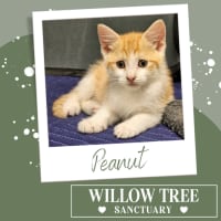 Photo of Peanut
