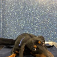 Photo of Dodge