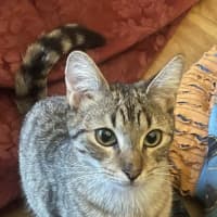 Photo of Trixie   9 Month Old Domestic Short Hair
