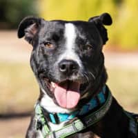 Photo of Hank Peggotty