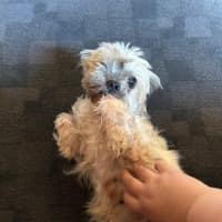 Photo of Gingy Newhaven