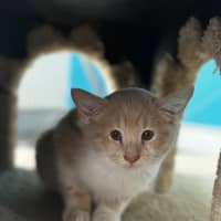 Photo of Kyo Sohma