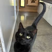Photo of Little Johnny Moth Bones