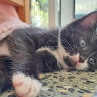 Photo of C1396 Spencer