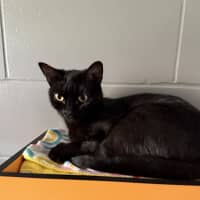 Photo of Toffee