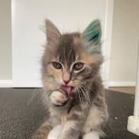 Photo of Milli