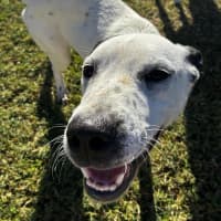 Photo of Nubby