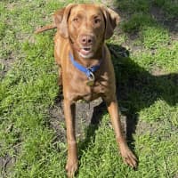 Photo of Scout