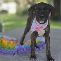 Photo of Shiloh