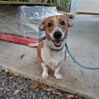 Photo of Monty Dachshund X Corgi