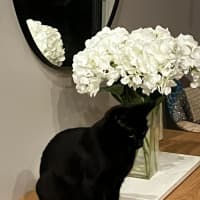 Photo of Sapphire *9 Lives Project Rescue*