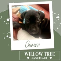 Photo of Gomez