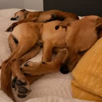 Photo of Snickers & Caramel