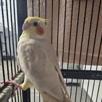 Photo of Olive