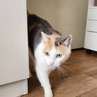 Photo of Cinnamon