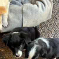 Photo of Keiki
