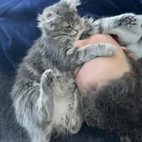 Photo of Trowel   In Foster Care In Greensborough