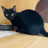 Photo of Noir
