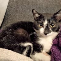 Photo of Mrs Pickles